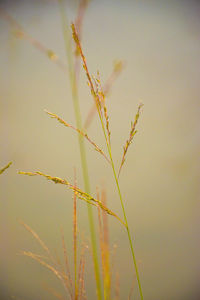 Close-up of wheat plant