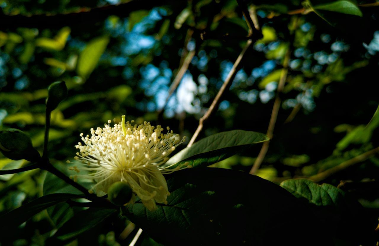 CLOSE-UP OF WHITE ROSE FLOWER