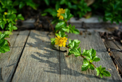 Close-up of yellow flowering plant