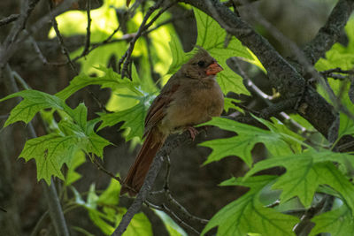Bird perching on a tree