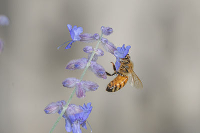 Close-up of bee pollinating on purple flower