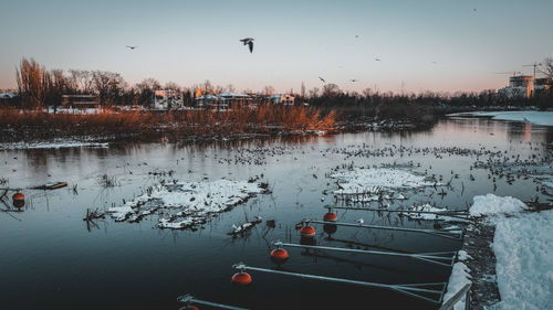 Birds in lake against sky during winter