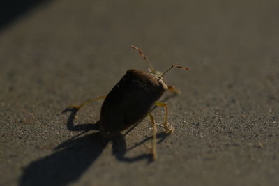 Close-up of insect