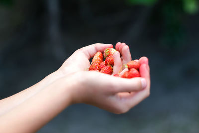 Picking strawberry. close-up hand holding ripe red strawberries on dark blurred background. fruits 