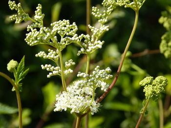 Close-up of white flowering plant