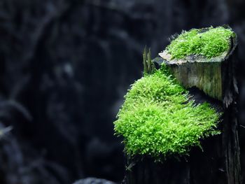 Close-up of fresh green plant