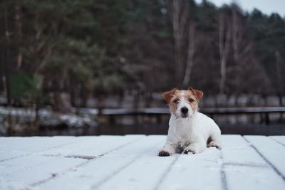 Close-up of dog sitting on snowy pier