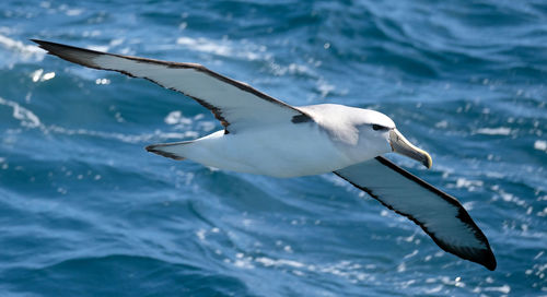 Close up of albatross bird flying low over open sea in the southern ocean