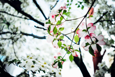 Low angle view of white flowers blooming on tree