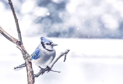 Close-up of bird perching on snow