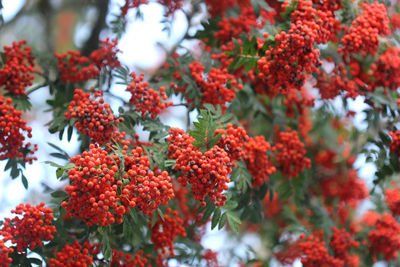 Close-up of red berries on tree