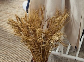 Close-up of wheat growing on table