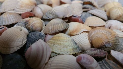 Full frame shot of seashells