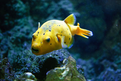 Close-up of fish in sea