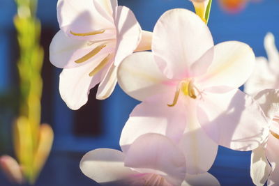 Close-up of white flowers blooming outdoors