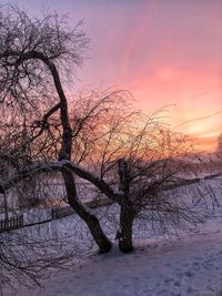 Bare tree on snow covered land during sunset