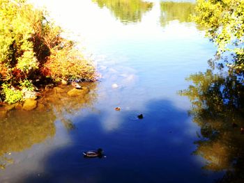 High angle view of ducks in lake