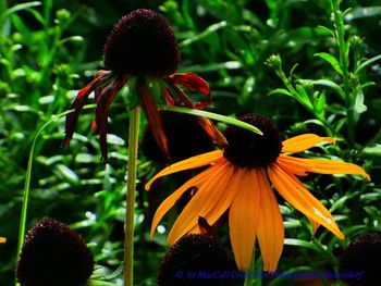 Close-up of flower blooming outdoors