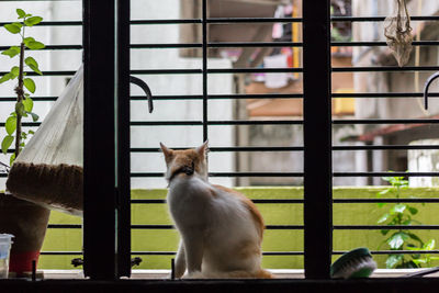 Cat looking through window