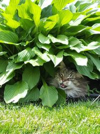 Portrait of cat in grass