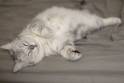 Close-up of a cat sleeping on floor