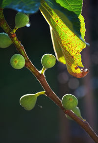Close-up of green leaves on branch
