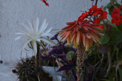 Close-up of white flowering plant