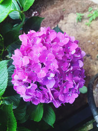 Close-up of pink flowering plant