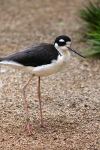 Close-up of bird on field