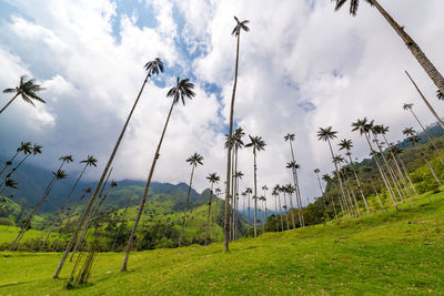 Panoramic view of palm trees on field against sky