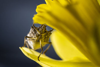 Close-up of insect on yellow flower