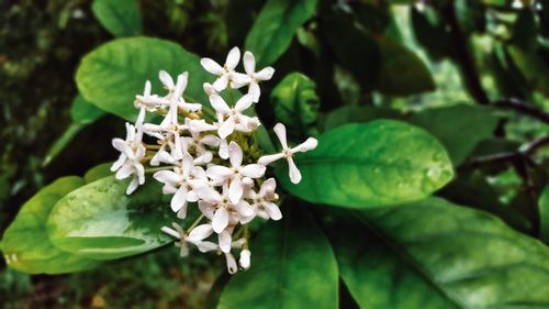 Close-up of white flowering plant