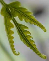 Close-up of fresh green leaves