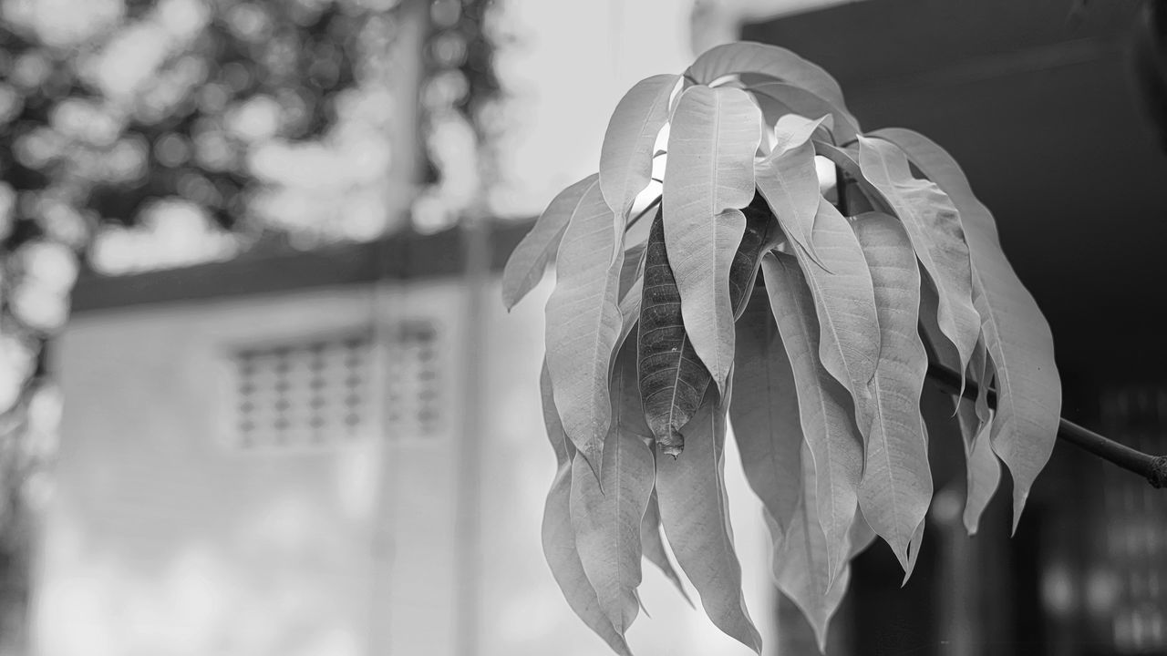 white, black, black and white, focus on foreground, monochrome photography, monochrome, flower, plant, spring, nature, close-up, no people, day, outdoors, leaf, growth, tree, light