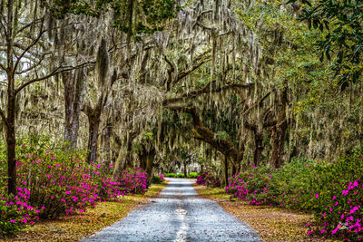 Footpath amidst plants and trees in forest