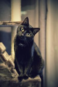 Close-up portrait of a cat