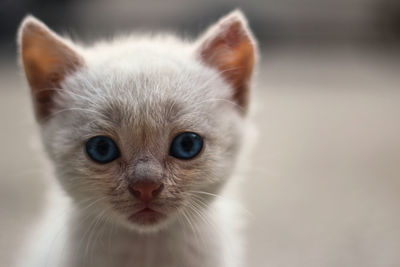 Close-up portrait of cat