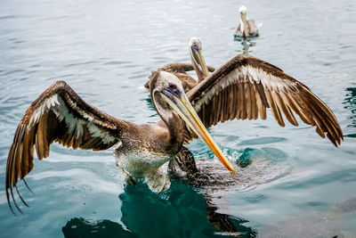 View of birds in lake