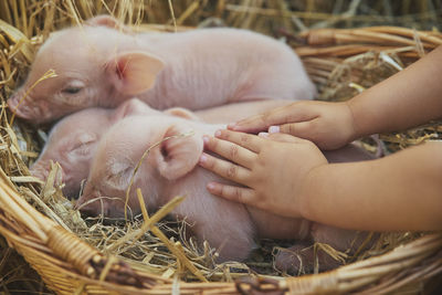 Baby petting cute newborn piglets in a basket