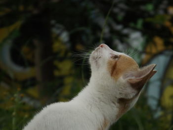 Close-up of a cat