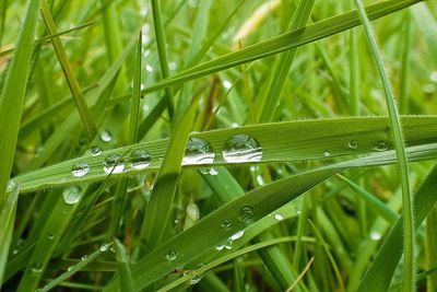 Close-up of water drops on grass