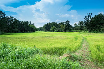 Pathway amidst grassy field against sky