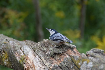 Close-up of bird perching on rock