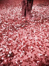 High angle view of pink flowering plant