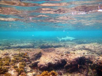 Fish swimming in sea