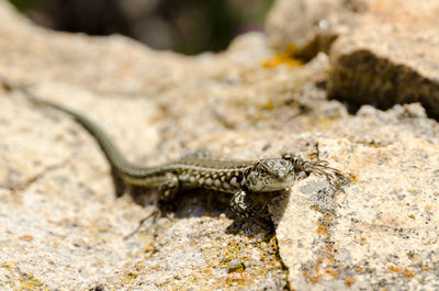 Close-up of lizard on rock