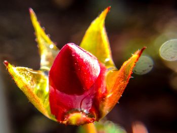 Close-up of red flower