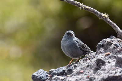 Close-up of bird perching on rock