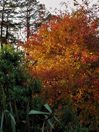 Trees and plants in autumn