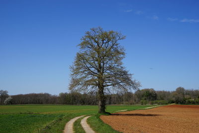 Scenic view of field against clear blue sky